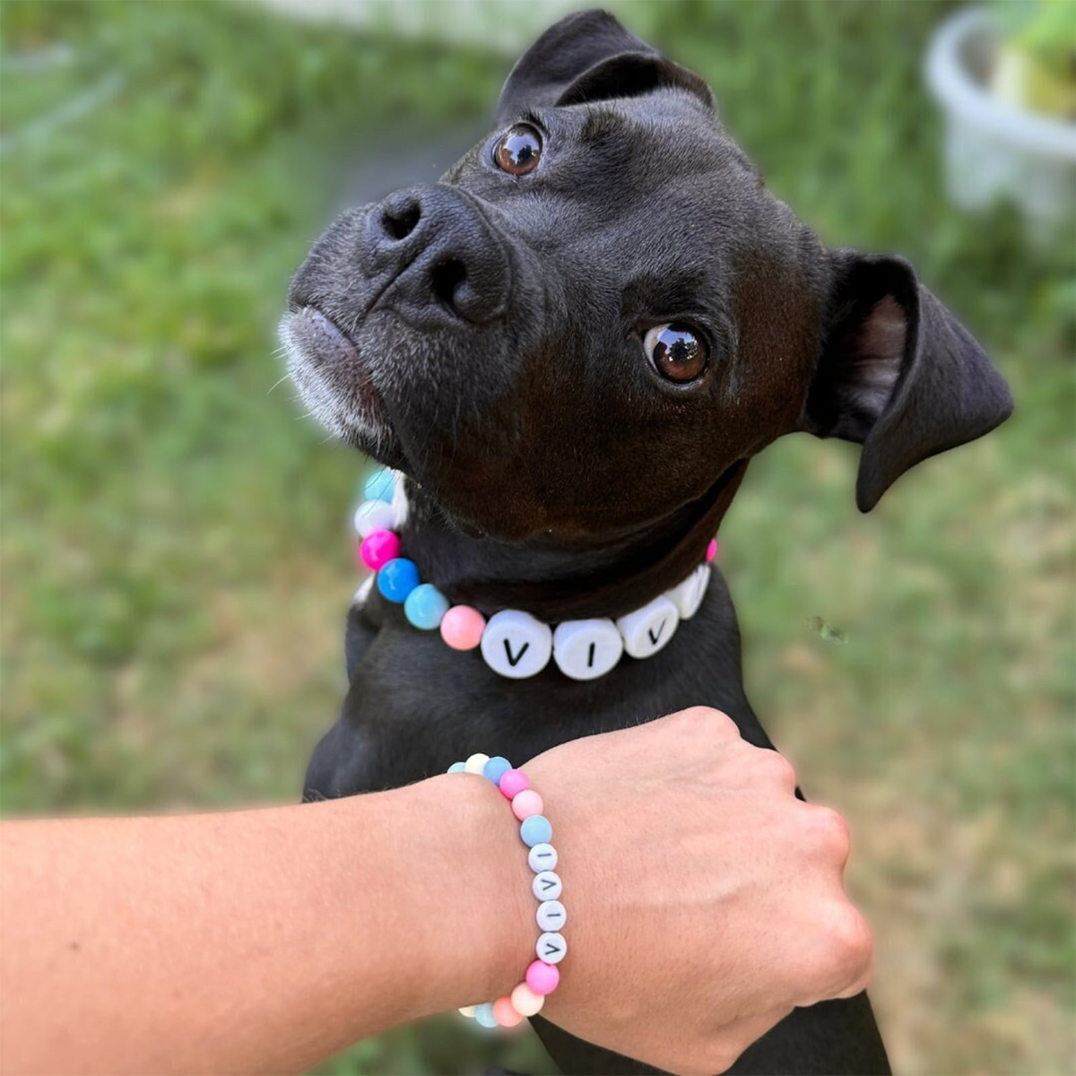 Personalized Bracelet - Match Your Dog or Cat Collar from Willadore Collar
